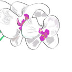 蘭の花