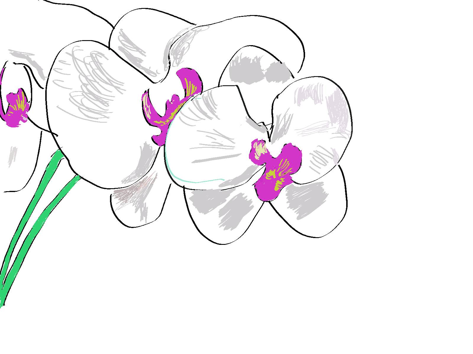 蘭の花